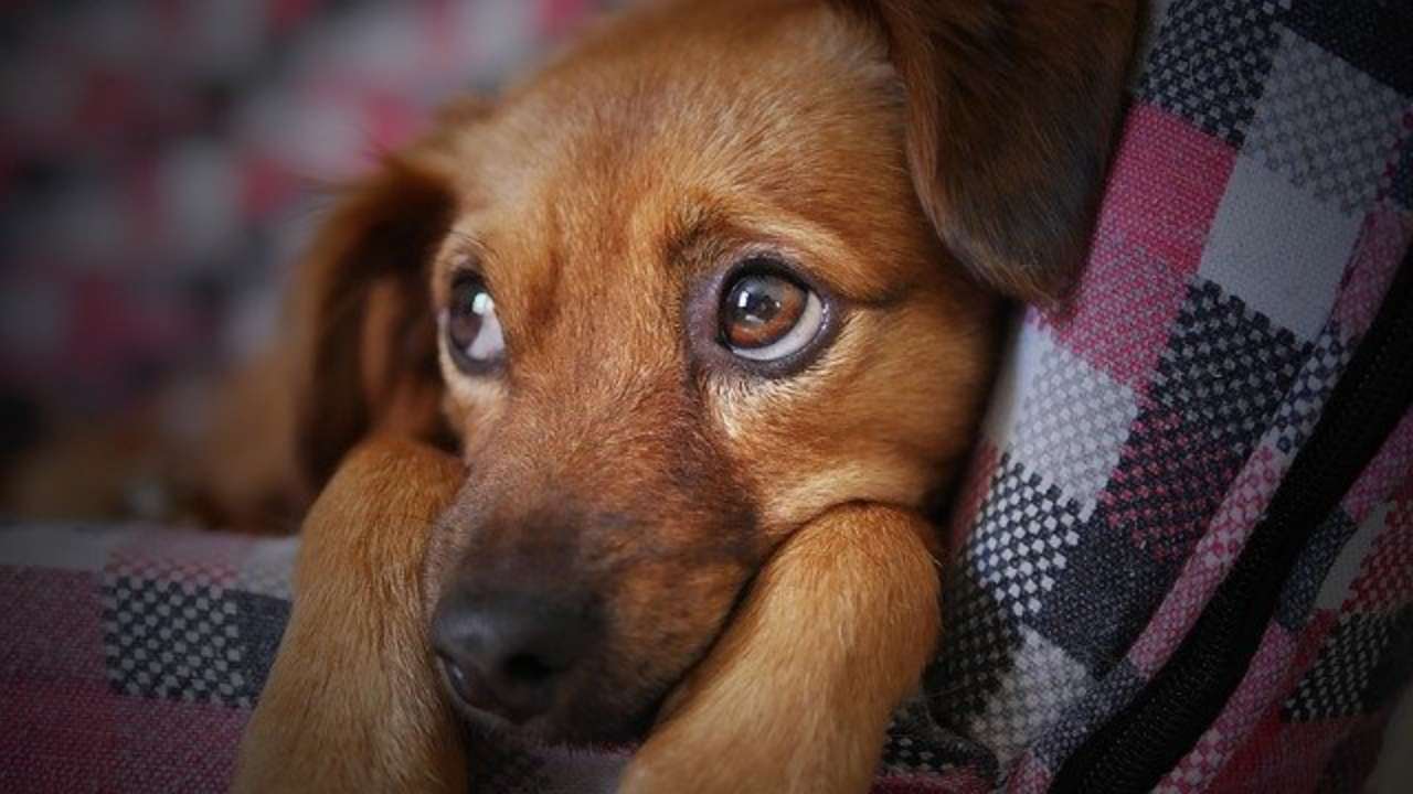 Traffico illegale di cuccioli