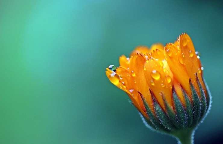 Benefici calendula