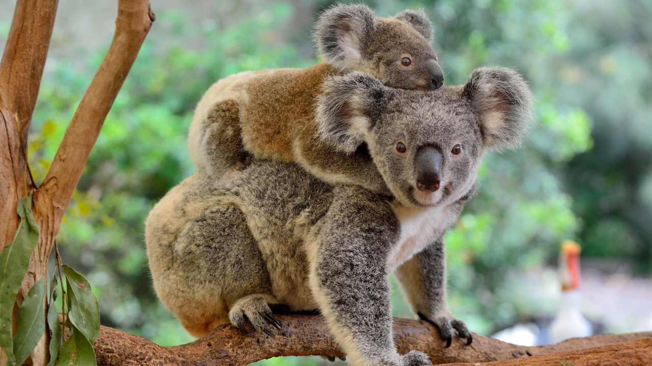 Koala