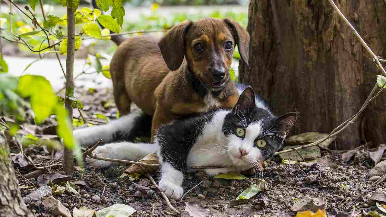 cane gatto bonus