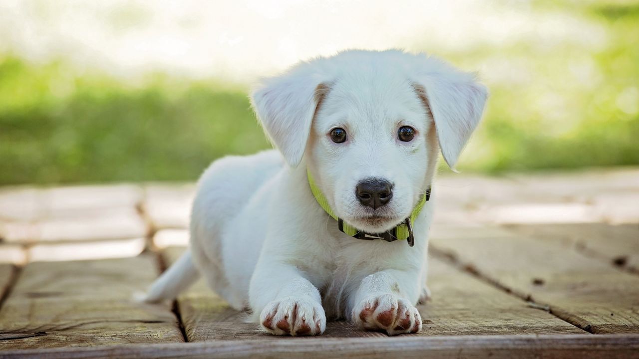 Bonus Animali Domestici